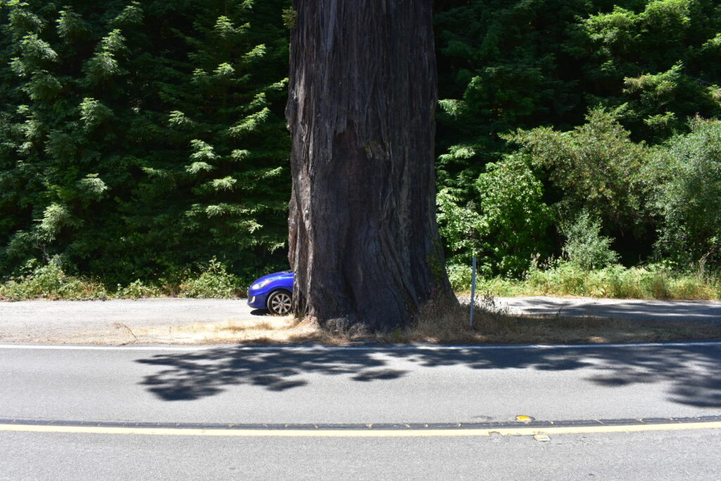 car behind large redwood tree